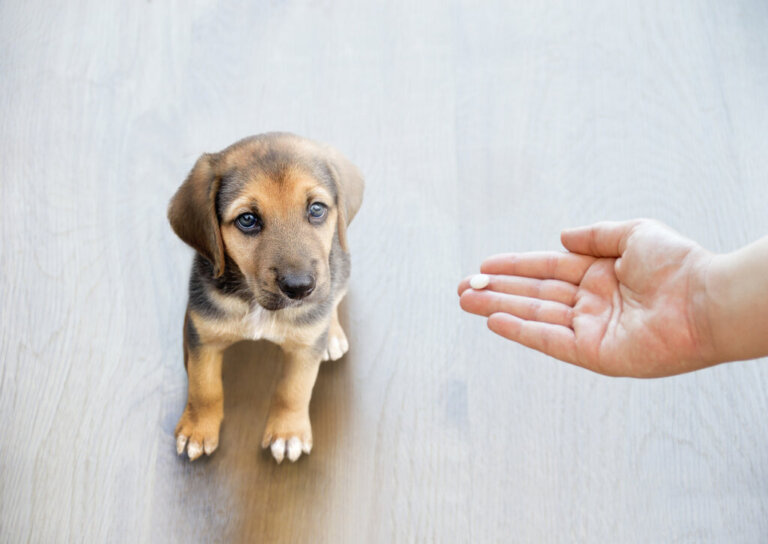 Antibiotic Resistance in Pets: Why Is It a Threat?