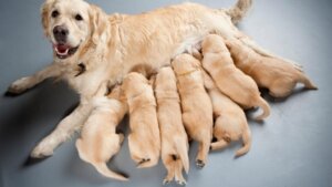 Milk Fever in Dogs: How to Identify It and What to Do