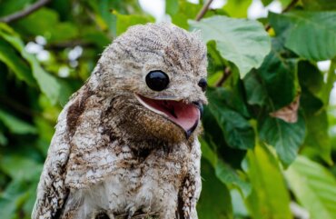 The Potoo or Ghost Bird: Characteristics, Habitat and Unique Song