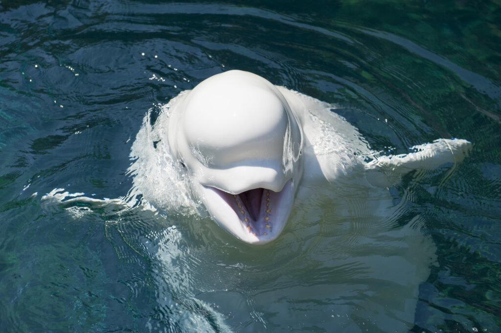 Beluga Whale: Characteristics, Habitat and Behavior