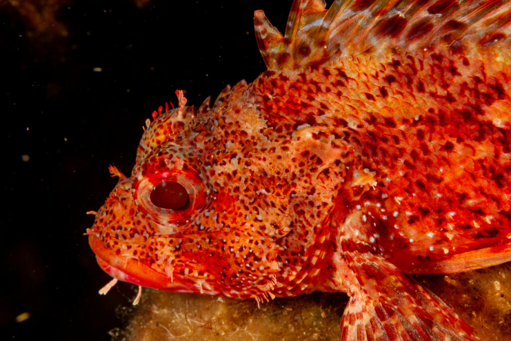 The Red Scorpionfish: Ενδιαίτημα και Χαρακτηριστικά