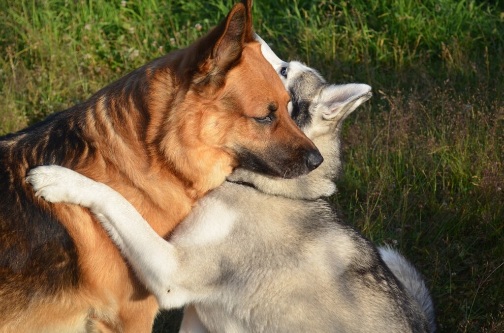 Complete Guide to Crossbreeding a Dog for the First Time