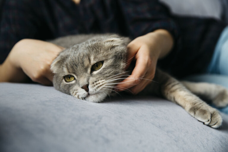 FLUTD in Cats: Symptoms, Treatment and Prevention