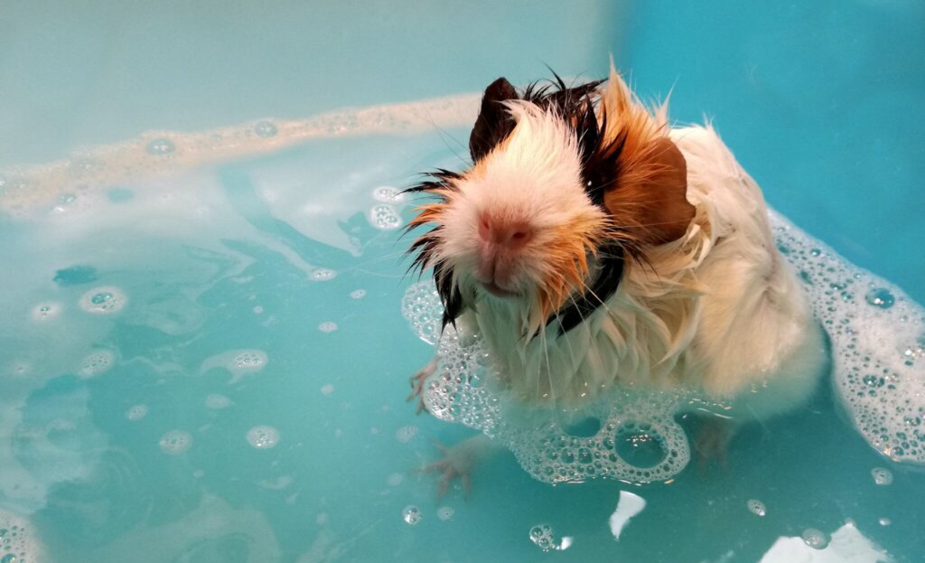 How to bathe a guinea pig at home frequently asked questions