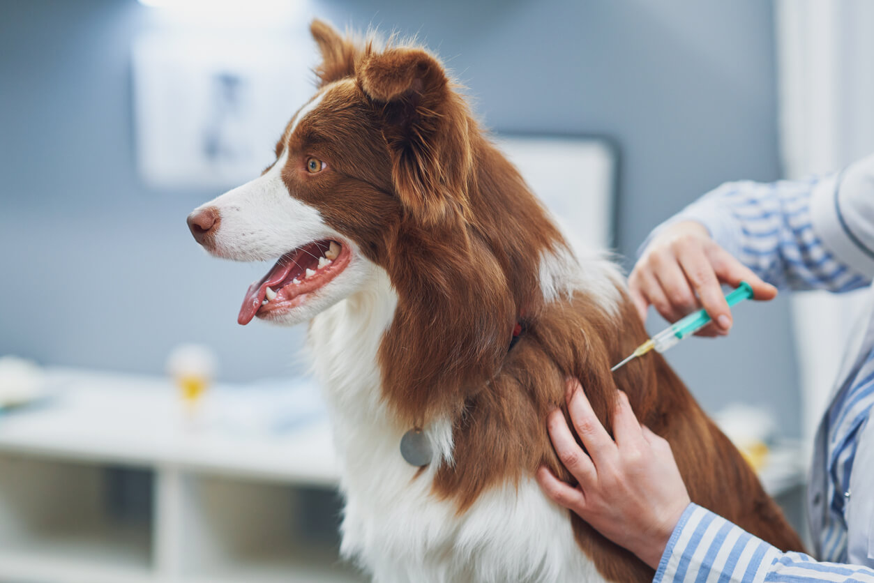 Koiraa hoidetaan eläinlääkärissä.