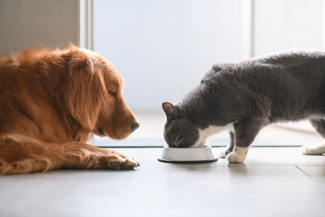 Koira ja kissa syövät ruokaa.