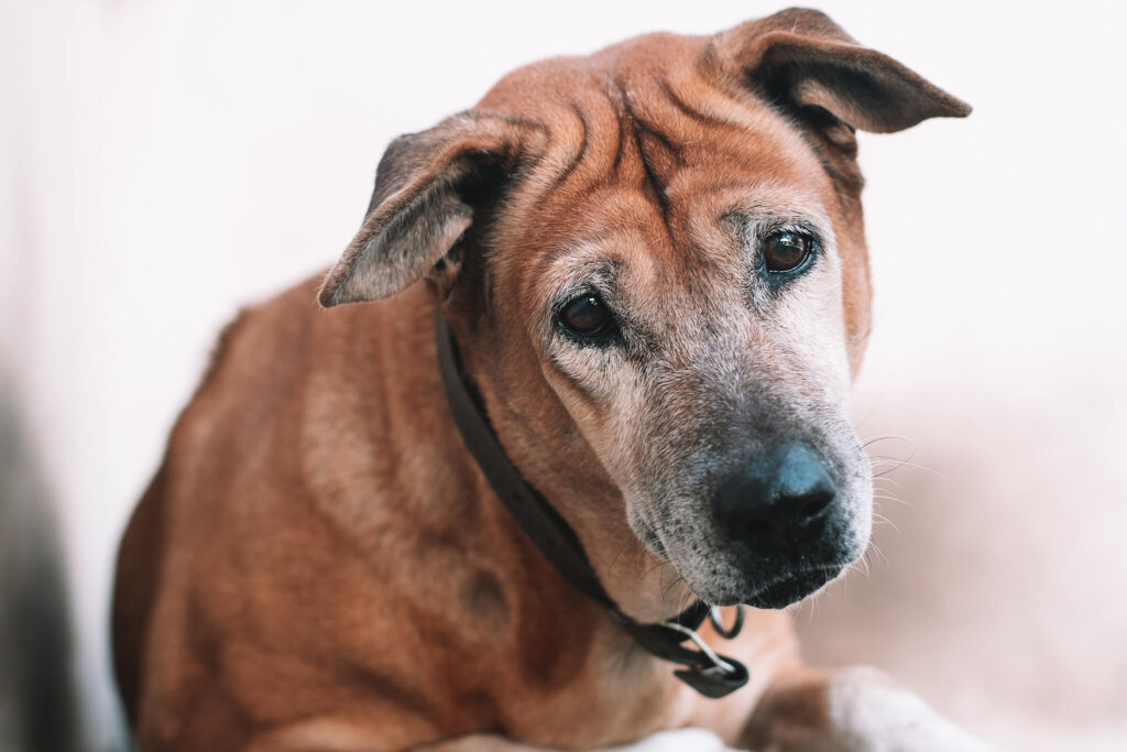 Vestibular Syndrome in Dogs: Everything You Need to Do