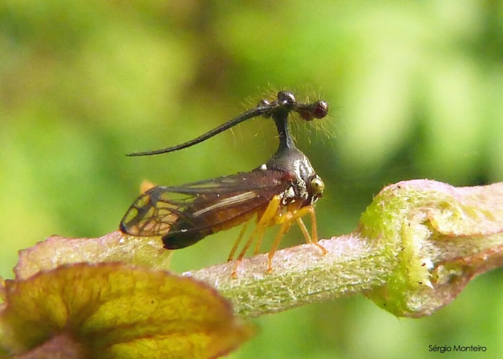 Brazilian Treehopper: Το πιο παράξενο έντομο που θα δεις ποτέ