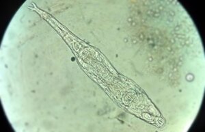 Rotifers: A 24,000 Year-Old Microorganism that Came Back to Life