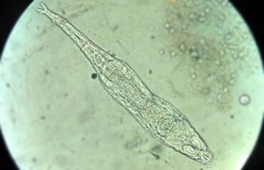 Rotifers: A 24,000 Year-Old Microorganism that Came Back to Life