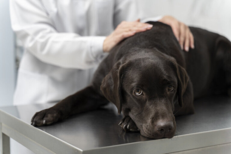 Cushing's Syndrome in Dogs: Symptoms and Treatment