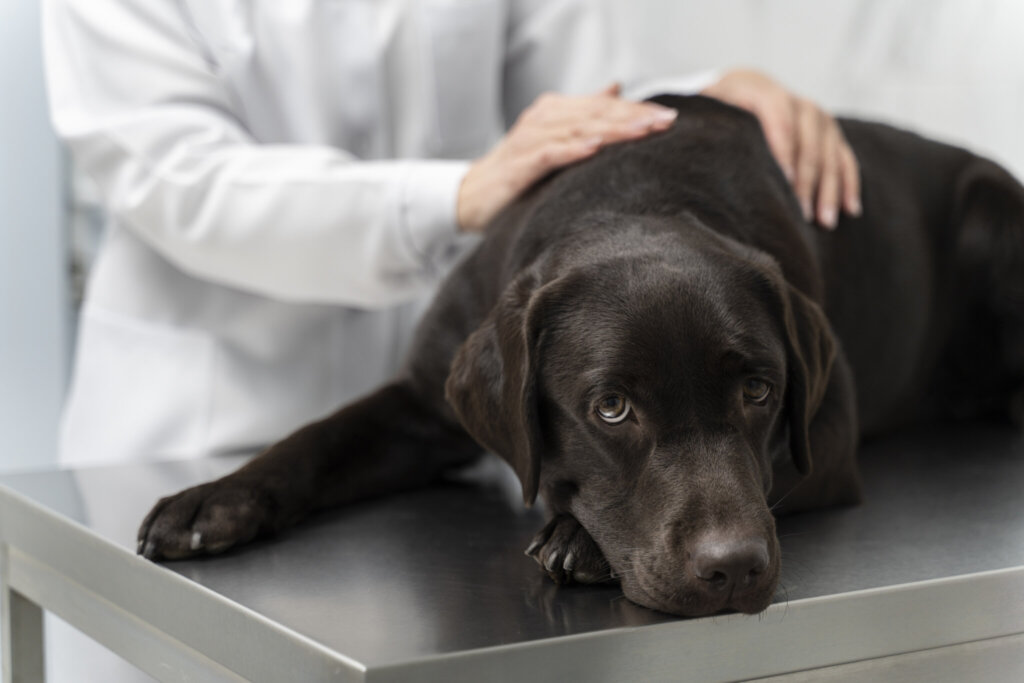 Cushing's syndrome in dogs symptoms and treatment