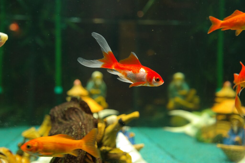 10 Eye-Catching Freshwater Fish for Aquariums