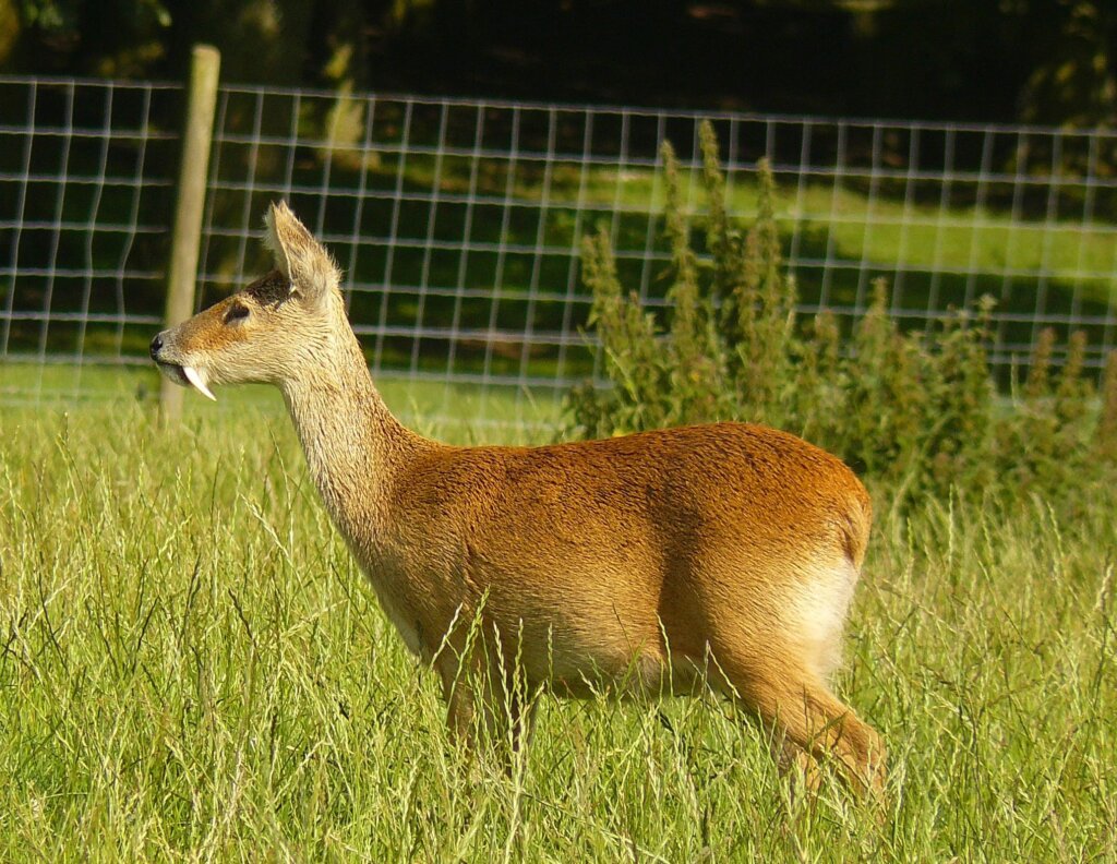 The Water Deer: The Herbivorous Saber-Toothed Deer