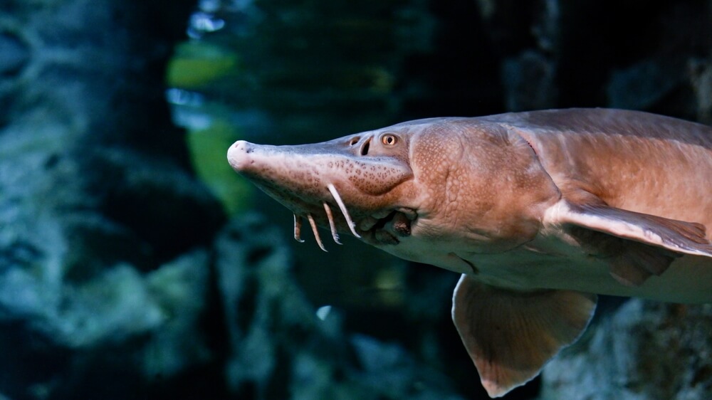 A close up of the Kaluga sturgeon.