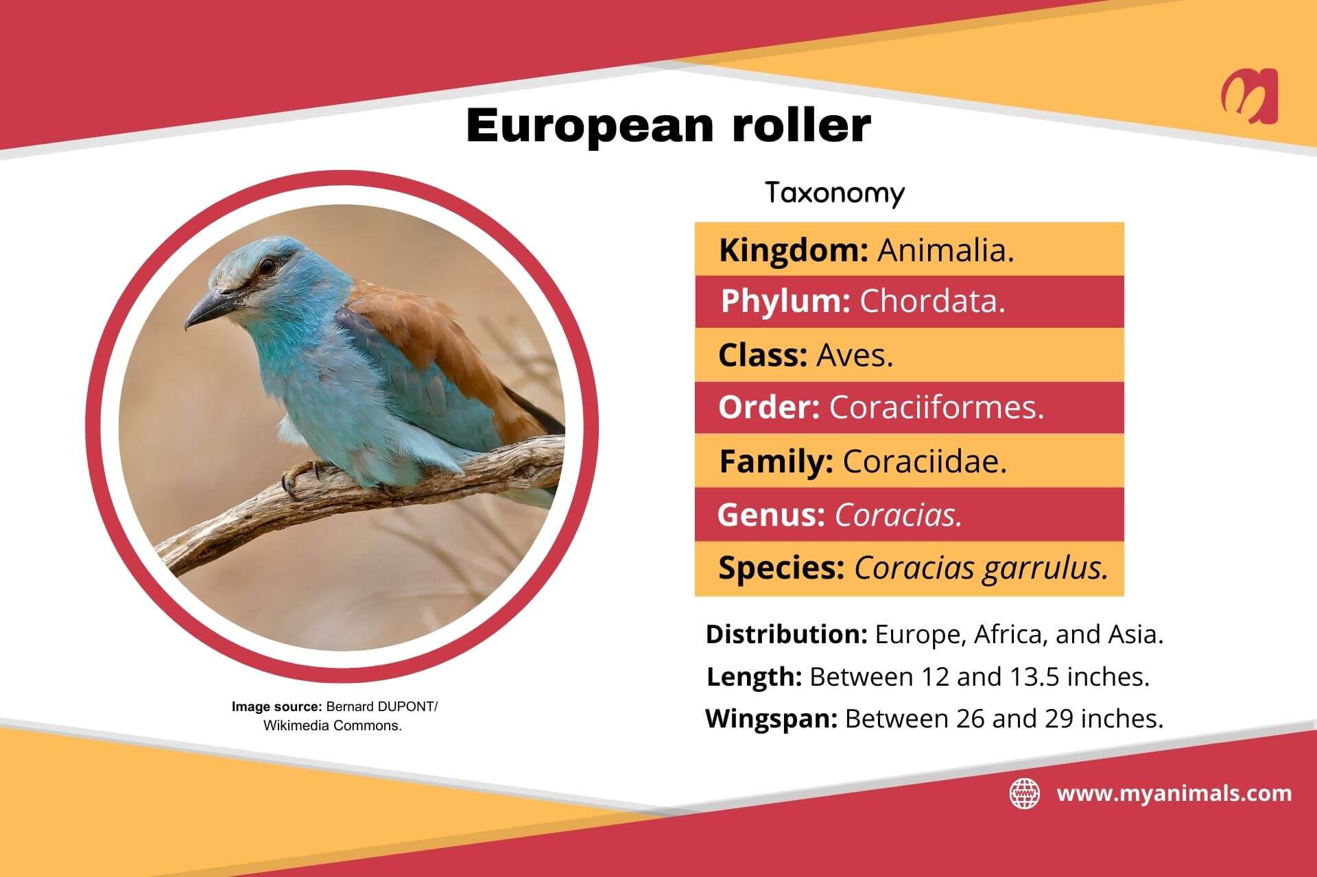 Information on the European roller.