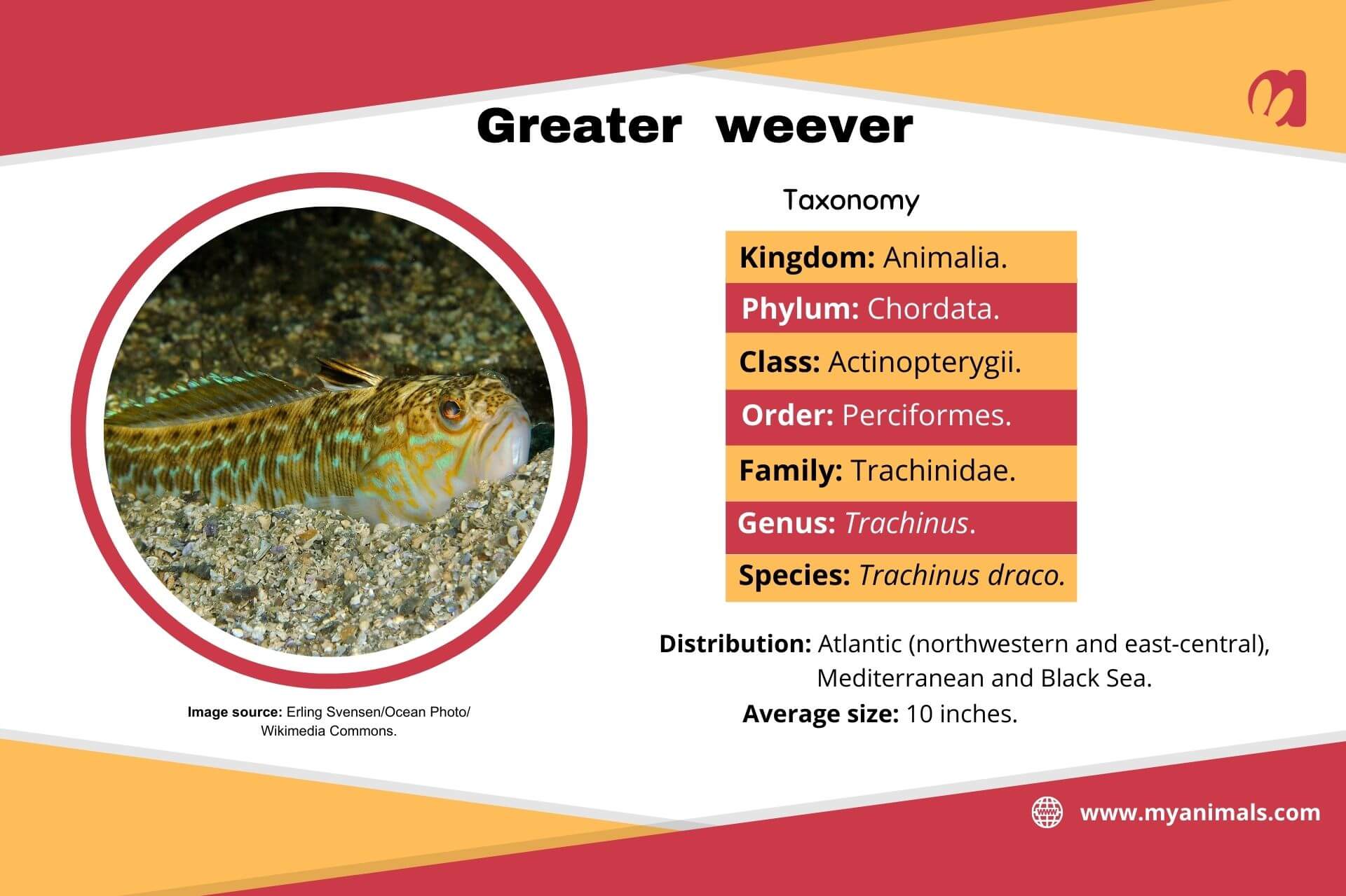 Information on the greater weever.