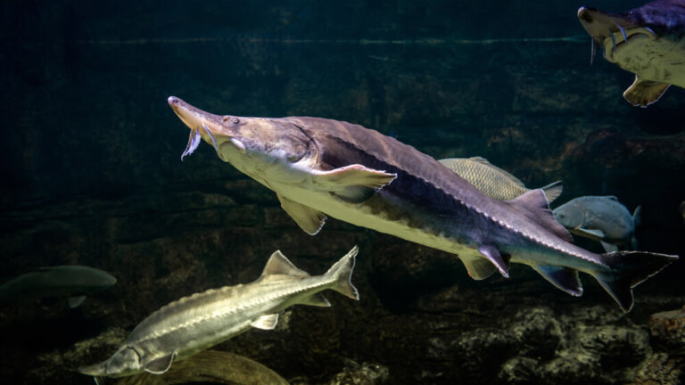 Kaluga Sturgeon: Habitat and Characteristics