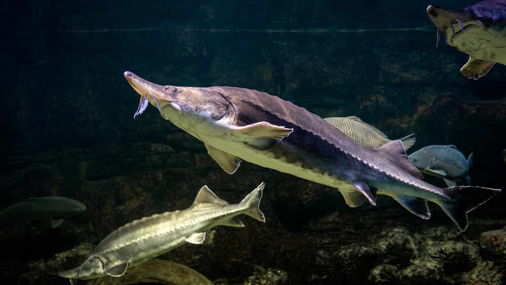 Kaluga Sturgeon: Habitat and Characteristics