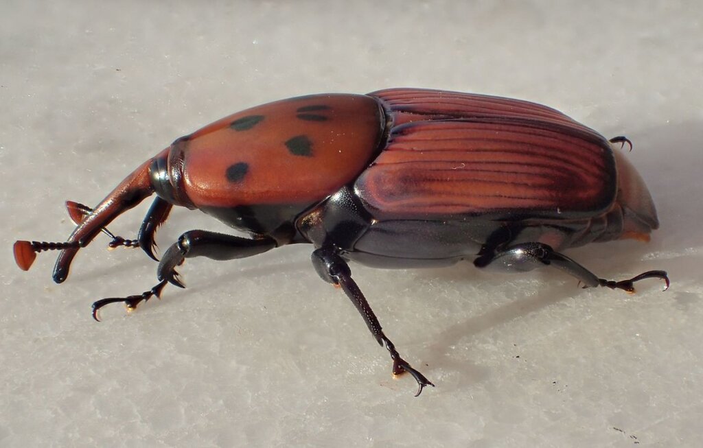 Red Palm Weevil σε φοίνικες: Χαρακτηριστικά και έλεγχος