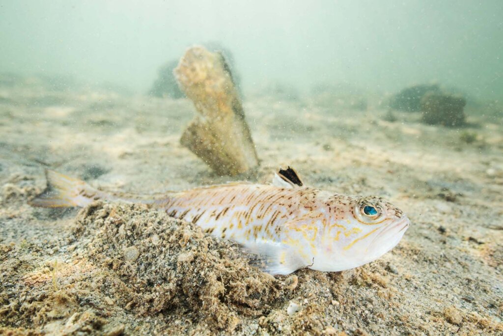 The Greater Weever: How to Combat its Deadly Venom