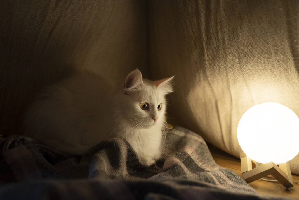 Getting a Cat to Sleep at Night: Practical Tips