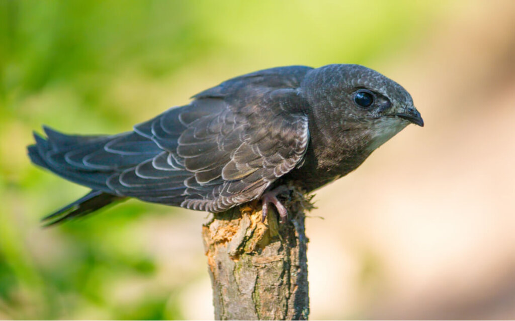 Common Swift: The "Footless" Bird