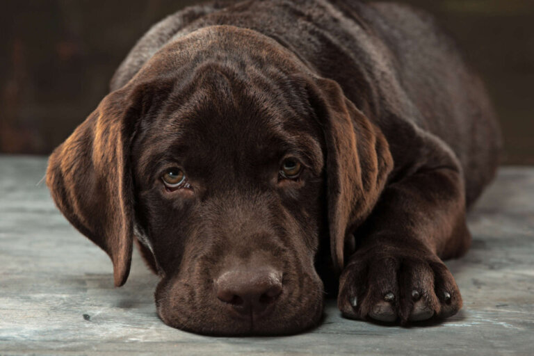 7 Behaviors that Indicate that Your Dog's in Pain