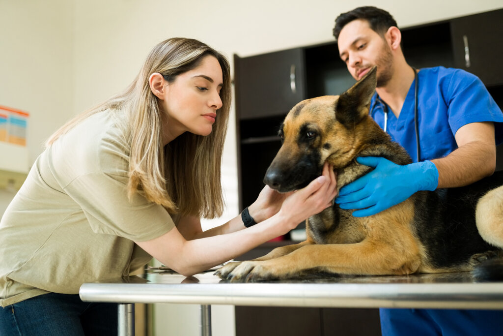 Euthanasia in Dogs: What You Should Know