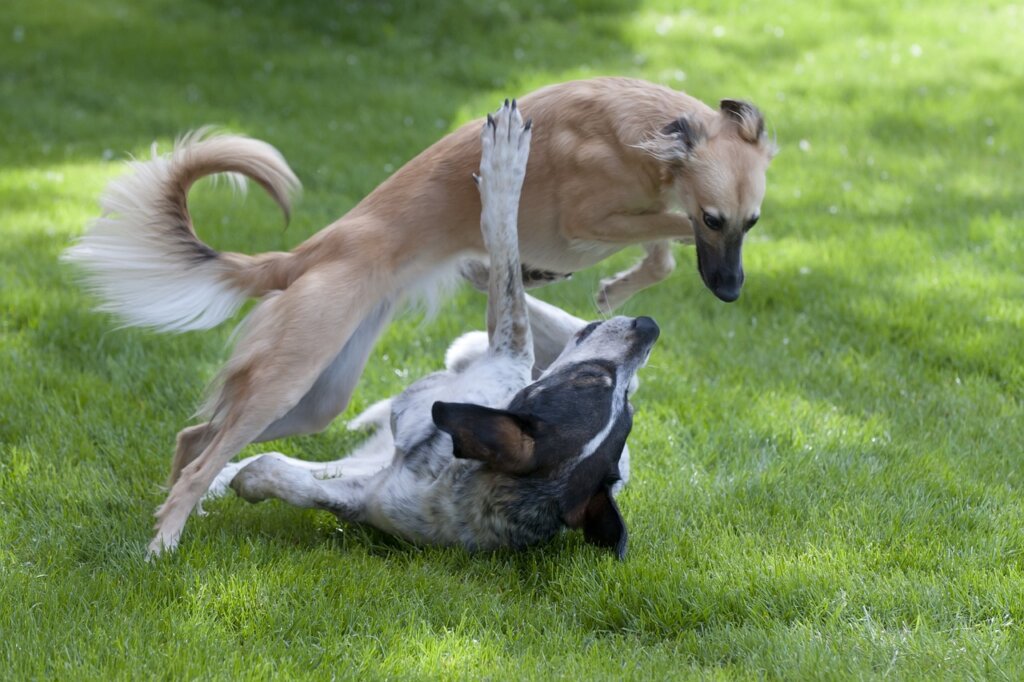 Canine Communication: Is My Dog Is Playing or Fighting?