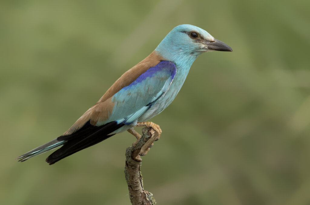 The European Roller: A Bird with an Eye-Catching Appearance