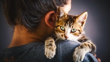 Hyper-Attachment in Cats: Causes, Signs, and Solutions