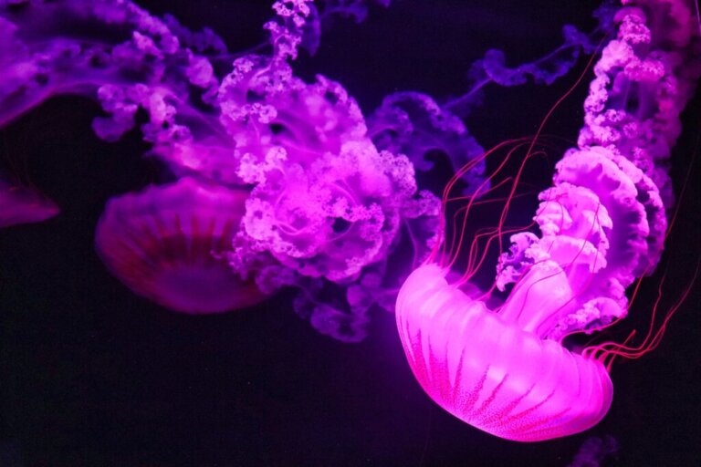 The Importance of Jellyfish: Why Are They So Necessary?