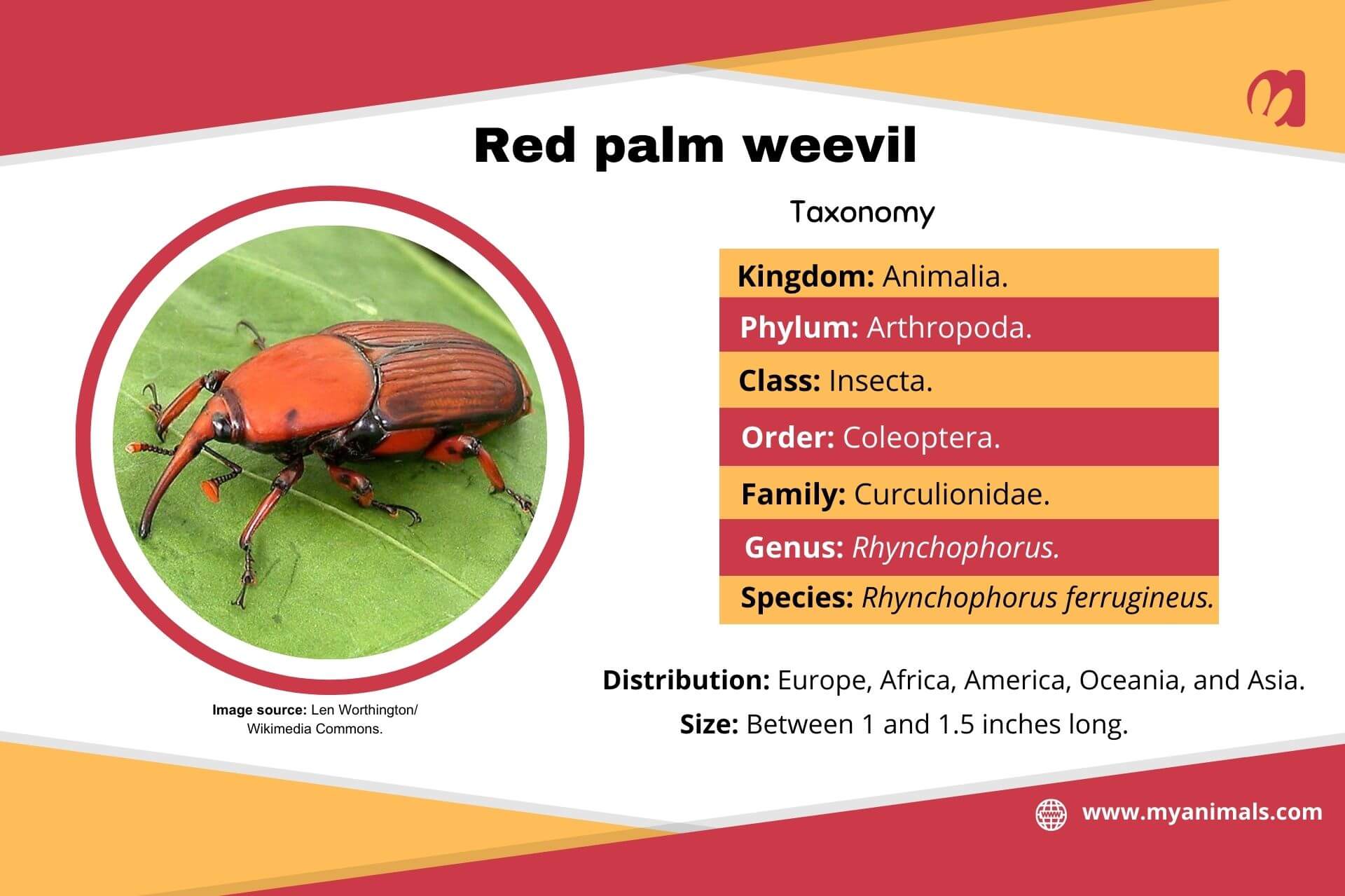 Information on the red palm weevil.