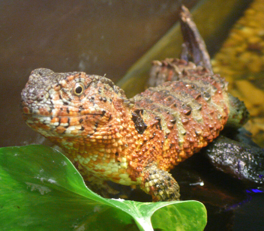 The Chinese Crocodile Lizard: Habitat, Characteristics, and Curiosities