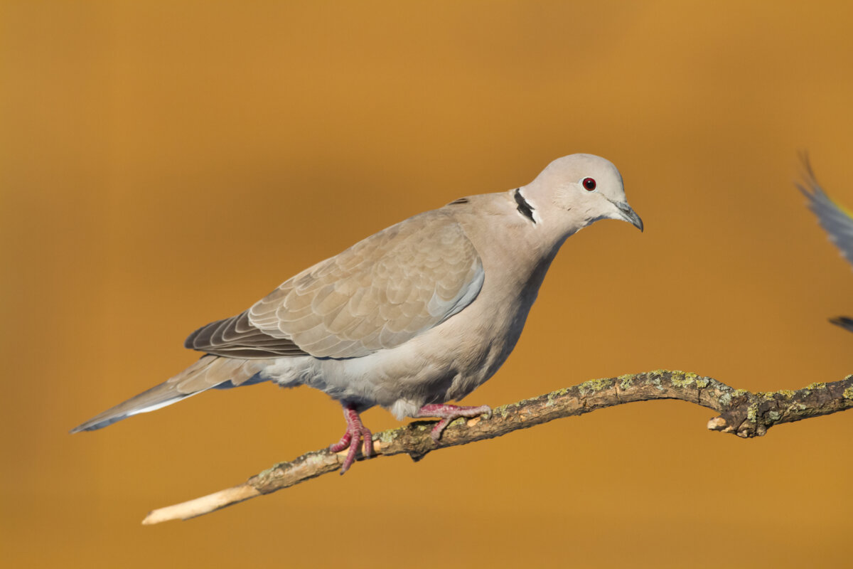 How to Care for a Eurasian Collared Dove: A Complete Guide