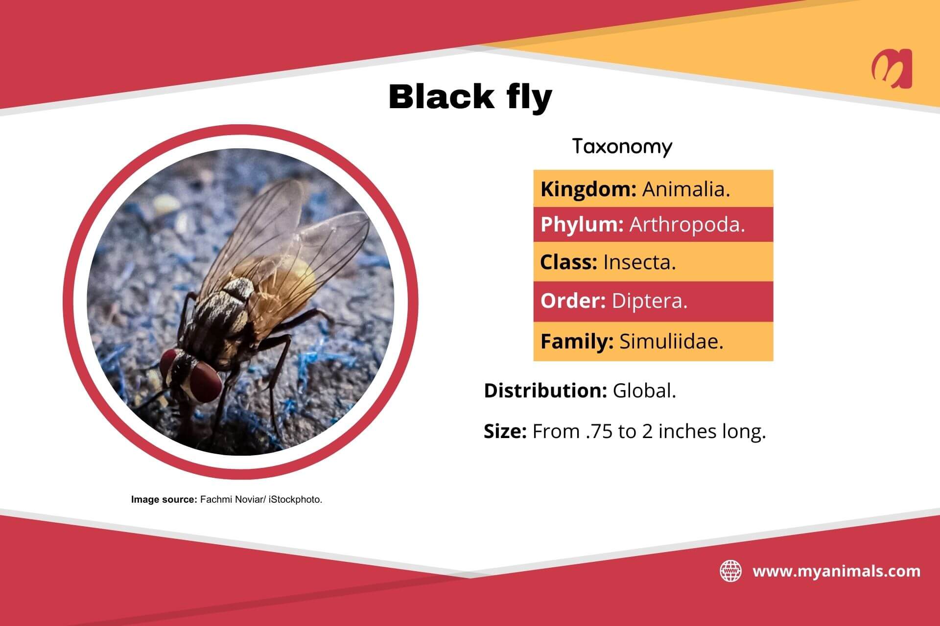 Information on the black fly.