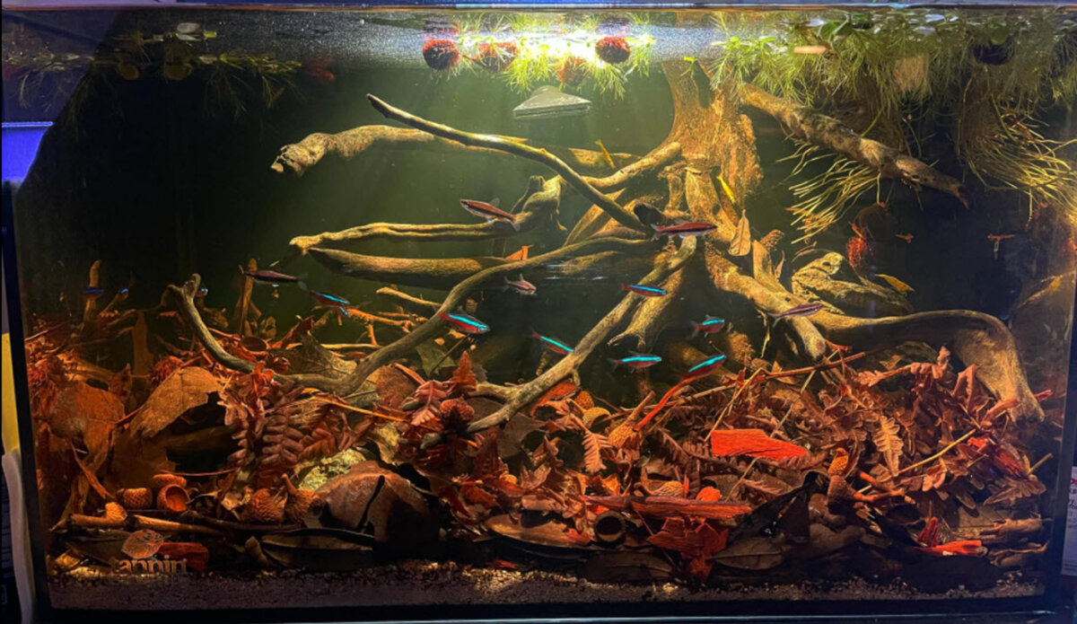 Blackwater Aquariums: What They Are, Installation, and Types of Fish