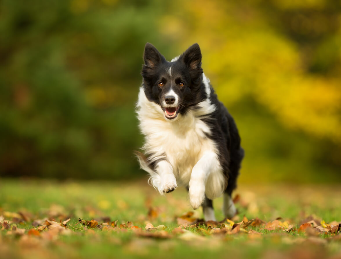 At What Age Do Border Collies Calm Down?