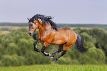 The Lusitano Horse: What You Should Know About this Breed