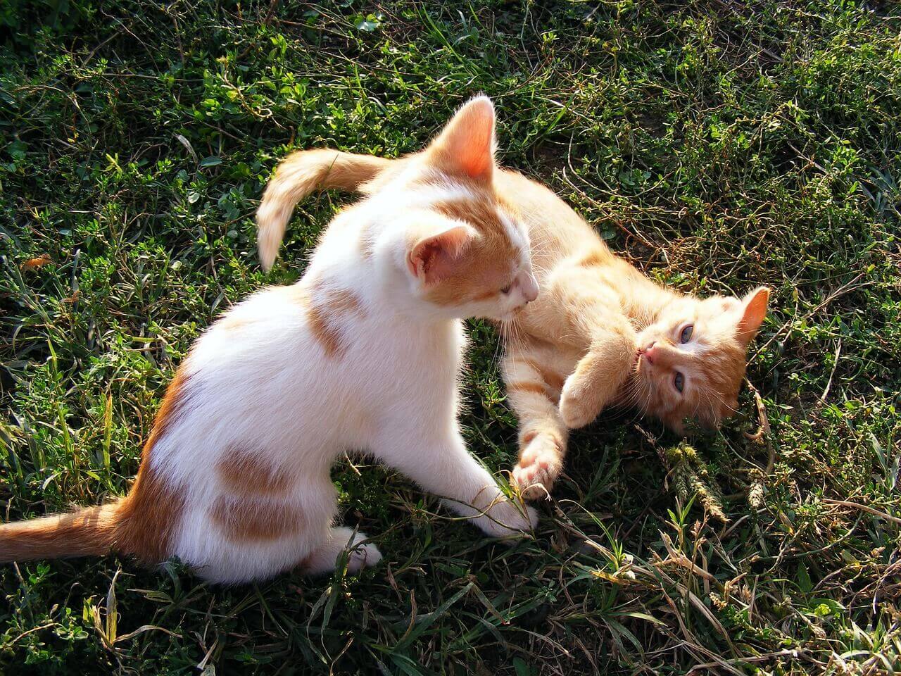 Two kittens playing in the grass.