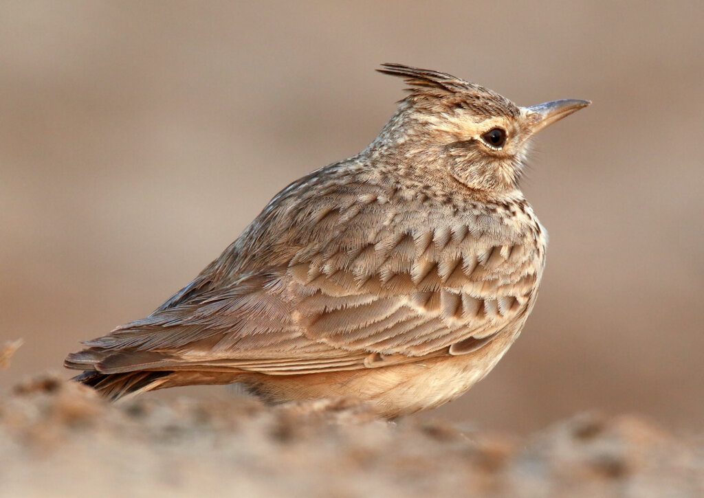 The Crested Lark: Characteristics, Habitat, and Diet