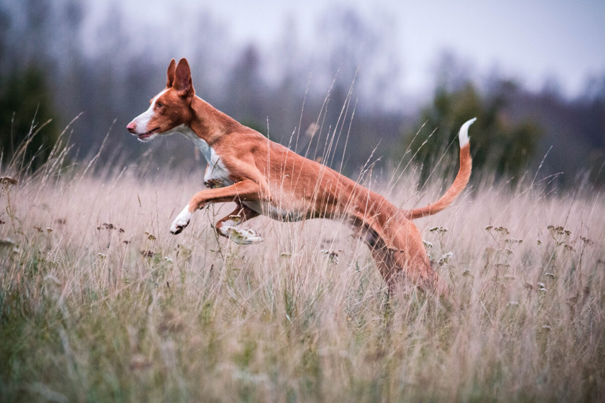 The Ibizan Hound: Characteristics and Care