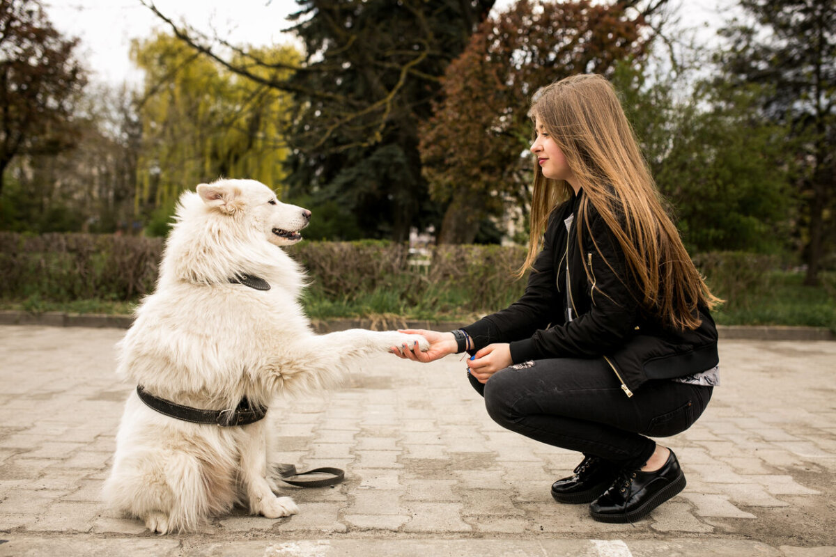 The 7 Easiest Tricks to Teach a Dog