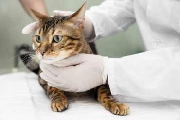 Ringworm in Cats: Causes, Symptoms and Treatments