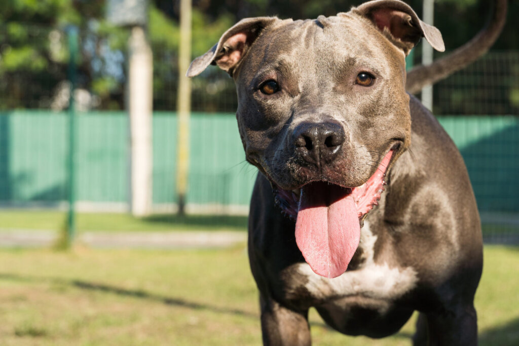 Pit Bulls and Other Dogs: What You Should Know