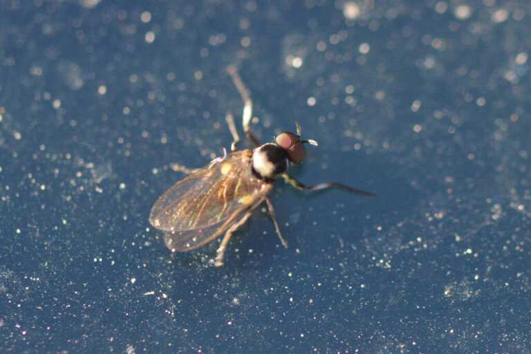 The Black Fly: What Do You Need to Know and How to Protect Yourself?