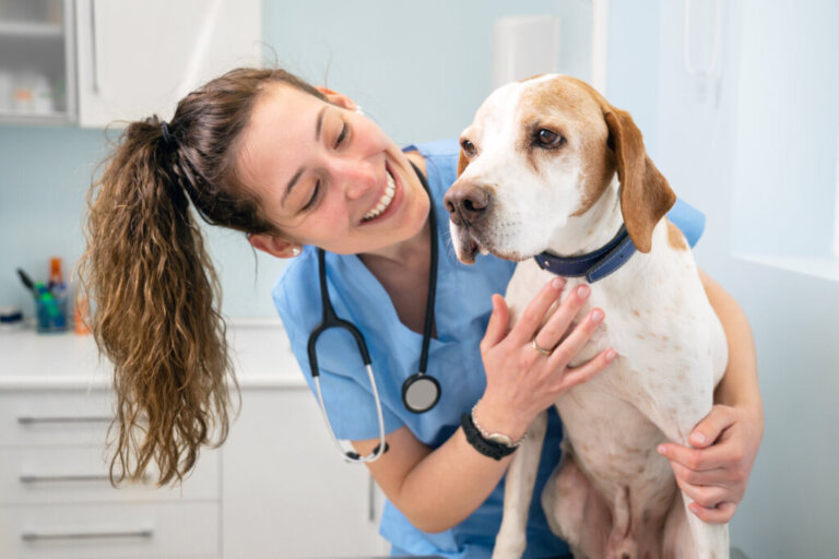 Studying Veterinary Medicine: Everything You Need to Know