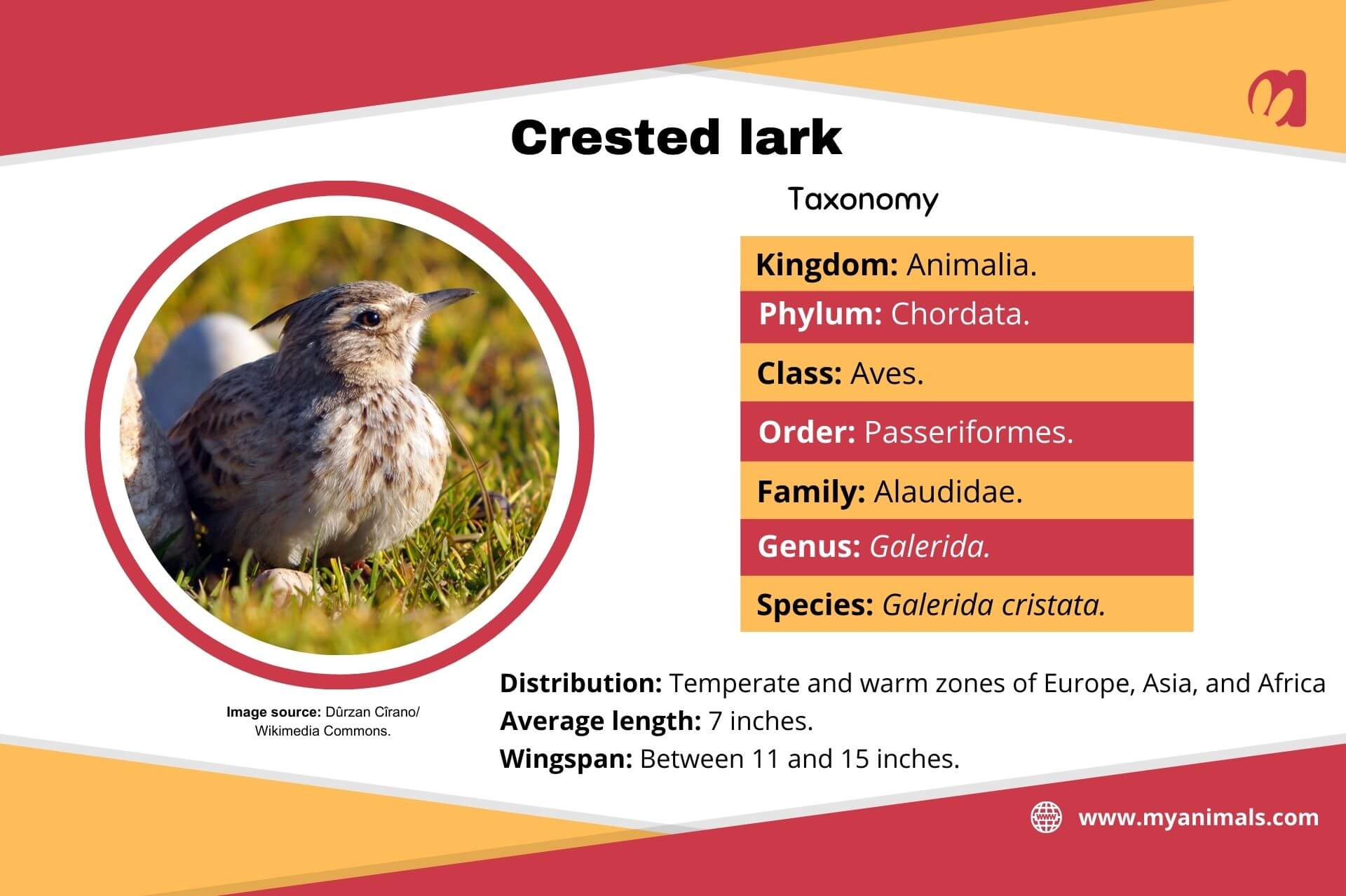 Information on the crested lark.