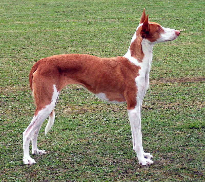 A copper and white Ibizan Hound standing in the grass,